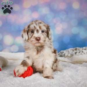 Lucy, Mini Goldendoodle Puppy